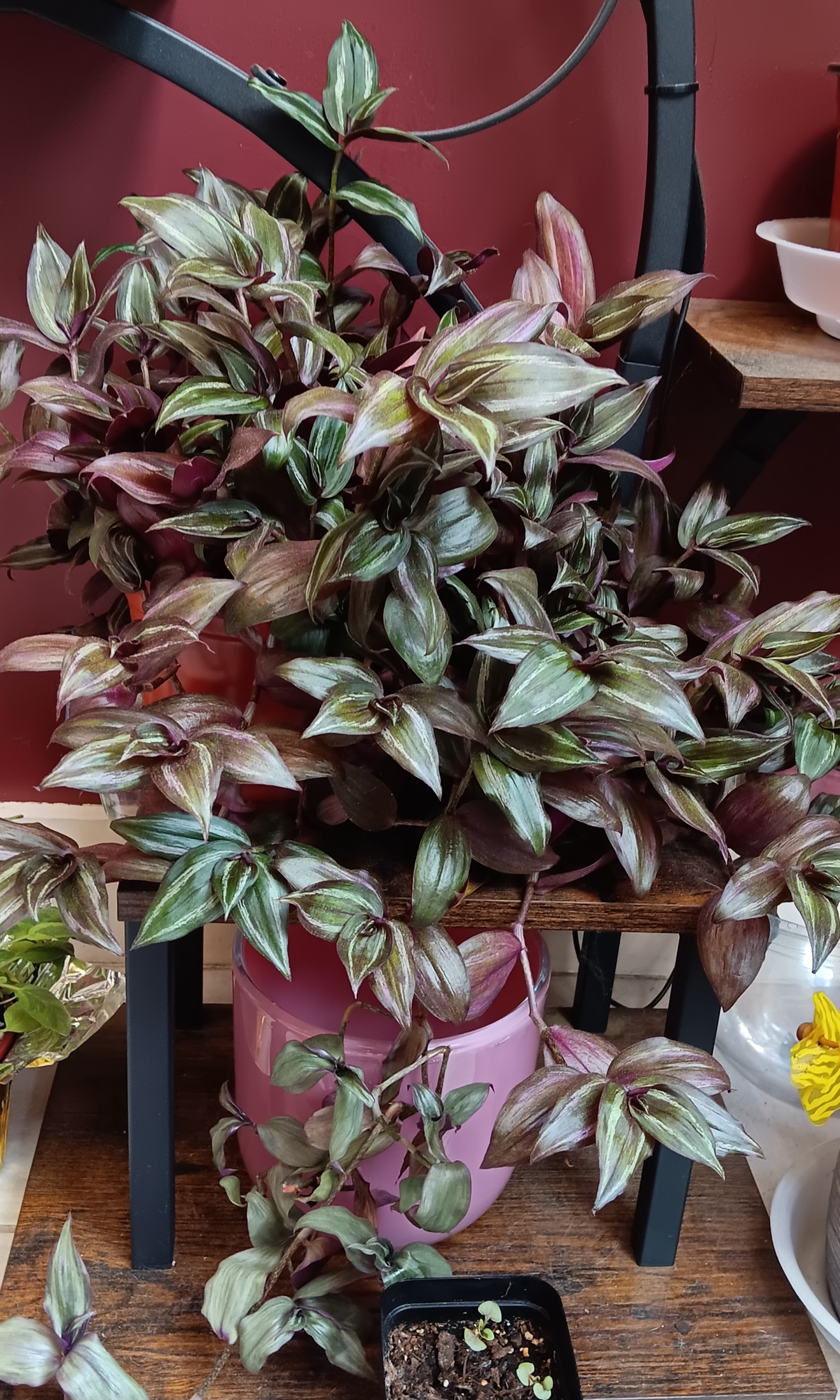 A photo of an established walking dude plant. It has several leafy vines that are growing outside of it's pot.